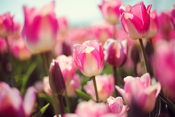 포토 JPG 주간 분홍색 꽃밭 자연 사람없음 야외 튤립 태안 튤립축제 국내포토 자연요소 꽃 컬러 축제 충청남도 생태계 꽃축제 파일형식