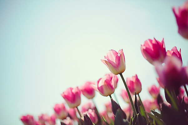 포토 JPG 주간 분홍색 꽃밭 자연 사람없음 야외 튤립 태안 튤립축제 국내포토 자연요소 꽃 컬러 축제 충청남도 생태계 꽃축제 파일형식