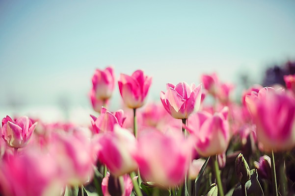 포토 JPG 주간 분홍색 꽃밭 자연 사람없음 야외 튤립 태안 튤립축제 국내포토 자연요소 꽃 컬러 축제 충청남도 생태계 꽃축제 파일형식