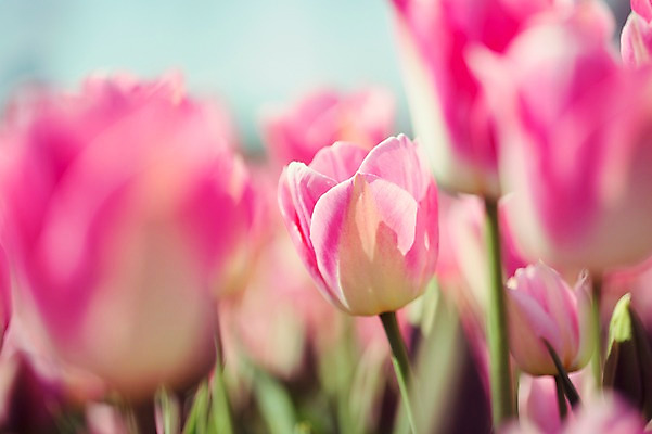 포토 JPG 주간 분홍색 꽃밭 자연 사람없음 야외 튤립 태안 튤립축제 국내포토 자연요소 꽃 컬러 축제 충청남도 생태계 꽃축제 파일형식