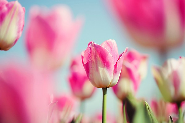 포토 JPG 주간 분홍색 꽃밭 자연 사람없음 야외 튤립 태안 튤립축제 국내포토 자연요소 꽃 컬러 축제 충청남도 생태계 꽃축제 파일형식