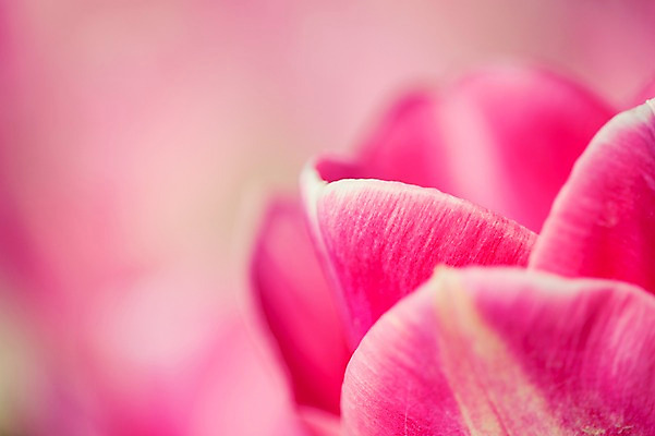 포토 JPG 주간 분홍색 꽃밭 자연 근접촬영 사람없음 야외 아웃포커스 튤립 태안 튤립축제 국내포토 자연요소 꽃 뷰포인트 컬러 촬영기법 축제 충청남도 생태계 꽃축제 파일형식