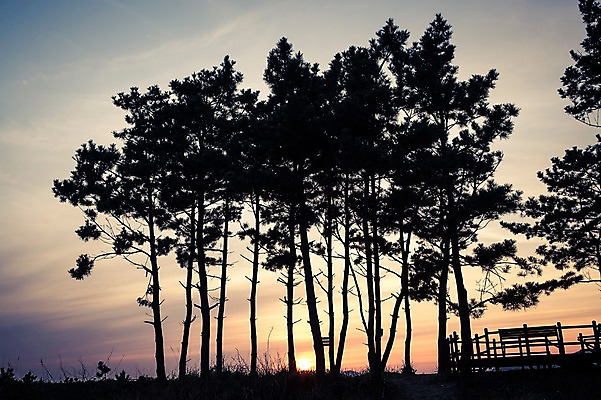 포토 JPG 주간 나무 자연 한국 풍경 사람없음 야외 일출 노을 일몰 태안 국내포토 자연요소 식물 아시아 충청남도 생태계 파일형식