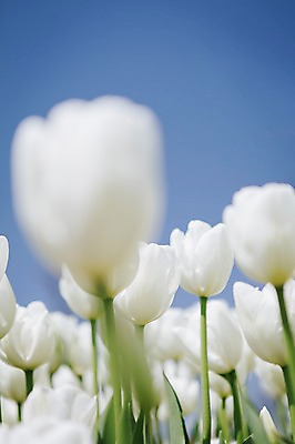 포토 JPG 주간 꽃밭 자연 사람없음 야외 튤립 흰색 태안 튤립축제 국내포토 자연요소 꽃 컬러 축제 충청남도 생태계 꽃축제 파일형식