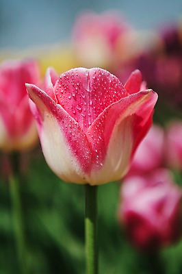 포토 JPG 주간 분홍색 꽃밭 자연 근접촬영 사람없음 야외 아웃포커스 튤립 태안 튤립축제 국내포토 자연요소 꽃 뷰포인트 컬러 촬영기법 축제 충청남도 생태계 꽃축제 파일형식