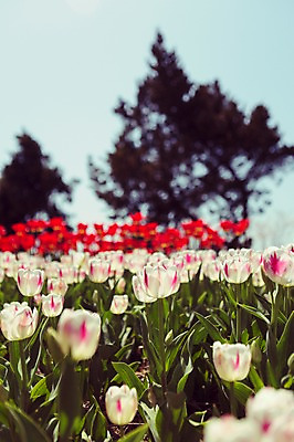 포토 JPG 주간 나무 꽃밭 자연 사람없음 야외 튤립 태안 튤립축제 국내포토 자연요소 식물 꽃 축제 충청남도 생태계 꽃축제 파일형식