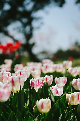 포토 JPG 주간 꽃밭 자연 사람없음 야외 튤립 태안 튤립축제 국내포토 자연요소 꽃 축제 충청남도 생태계 꽃축제 파일형식