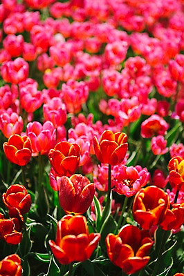 포토 JPG 주간 꽃밭 자연 사람없음 야외 빨간색 튤립 태안 튤립축제 국내포토 자연요소 꽃 컬러 축제 충청남도 생태계 꽃축제 파일형식