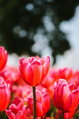 포토 JPG 주간 꽃밭 자연 사람없음 야외 튤립 태안 진분홍색 튤립축제 국내포토 자연요소 꽃 분홍색 축제 충청남도 생태계 꽃축제 파일형식