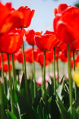 포토 JPG 주간 꽃밭 자연 사람없음 야외 빨간색 튤립 태안 튤립축제 국내포토 자연요소 꽃 컬러 축제 충청남도 생태계 꽃축제 파일형식