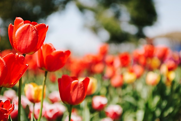 포토 JPG 주간 꽃밭 자연 사람없음 야외 빨간색 튤립 태안 튤립축제 국내포토 자연요소 꽃 컬러 축제 충청남도 생태계 꽃축제 파일형식