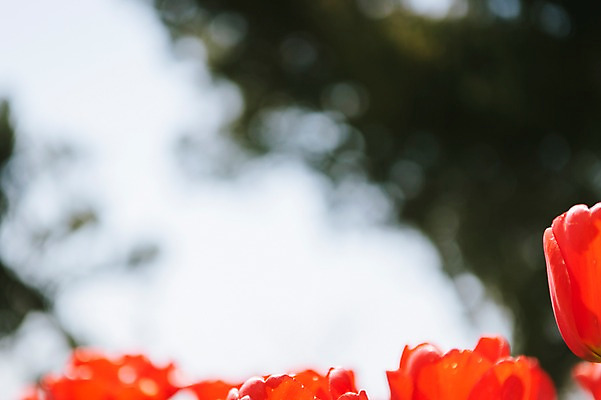 포토 JPG 자연 사람없음 야외 아웃포커스 빨간색 튤립 태안 국내포토 꽃 컬러 촬영기법 충청남도 생태계 파일형식