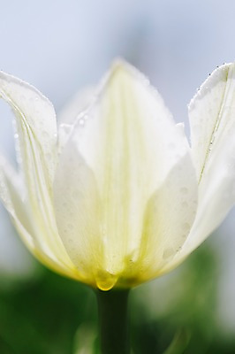 포토 JPG 한송이 자연 근접촬영 사람없음 야외 튤립 흰색 물방울 태안 국내포토 1 꽃 뷰포인트 컬러 충청남도 생태계 송이 파일형식