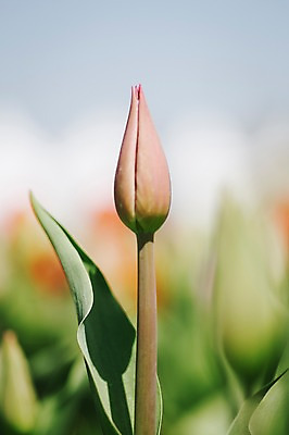포토 JPG 주간 자연 사람없음 야외 아웃포커스 튤립 꽃봉오리 태안 국내포토 자연요소 꽃 촬영기법 충청남도 생태계 파일형식
