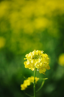 포토 JPG 주간 자연 사람없음 야외 아웃포커스 유채 태안 국내포토 자연요소 꽃 촬영기법 충청남도 생태계 파일형식