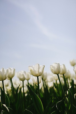 포토 JPG 주간 꽃밭 자연 하늘 사람없음 야외 튤립 흰색 태안 튤립축제 국내포토 자연요소 꽃 컬러 축제 충청남도 생태계 꽃축제 파일형식