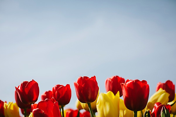 포토 JPG 주간 꽃밭 자연 사람없음 야외 빨간색 노란색 튤립 태안 튤립축제 국내포토 자연요소 꽃 컬러 축제 충청남도 생태계 꽃축제 파일형식