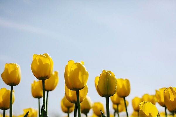 포토 JPG 주간 꽃밭 자연 사람없음 야외 노란색 튤립 태안 튤립축제 국내포토 자연요소 꽃 컬러 축제 충청남도 생태계 꽃축제 파일형식
