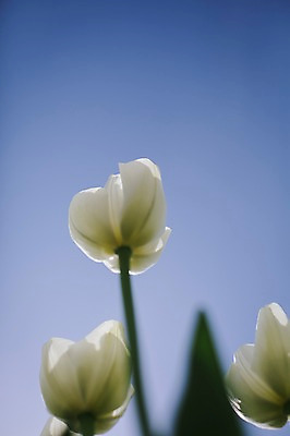 포토 JPG 주간 꽃밭 자연 사람없음 야외 튤립 흰색 태안 튤립축제 국내포토 자연요소 꽃 컬러 축제 충청남도 생태계 꽃축제 파일형식