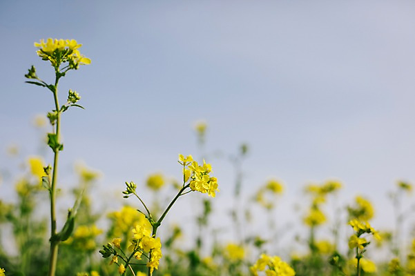 포토 JPG 자연 사람없음 야외 아웃포커스 노란색 유채 태안 국내포토 꽃 컬러 촬영기법 충청남도 생태계 파일형식