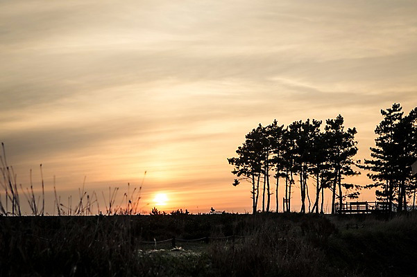포토 JPG 주간 자연 한국 풍경 사람없음 야외 일출 노을 일몰 소나무 태안 국내포토 자연요소 나무 아시아 충청남도 생태계 파일형식