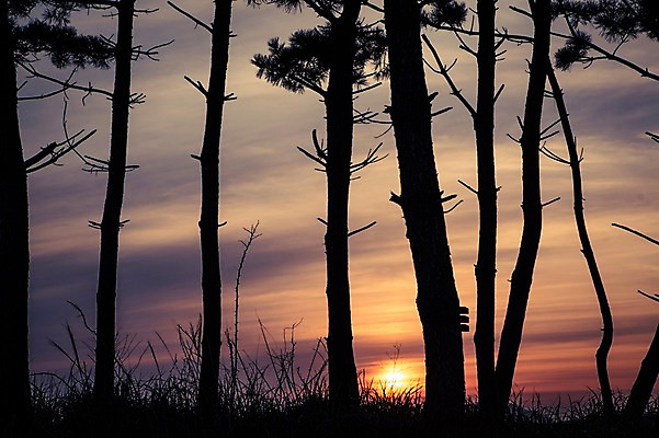 포토 JPG 주간 자연 한국 풍경 사람없음 야외 일출 노을 일몰 소나무 태안 국내포토 자연요소 나무 아시아 충청남도 생태계 파일형식