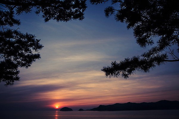 포토 JPG 주간 자연 한국 풍경 사람없음 야외 일출 노을 일몰 소나무 태안 국내포토 자연요소 나무 아시아 충청남도 생태계 파일형식