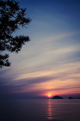 포토 JPG 주간 자연 한국 풍경 사람없음 야외 노을 소나무 태안 솔섬 국내포토 자연요소 나무 아시아 섬 충청남도 생태계 부안 파일형식