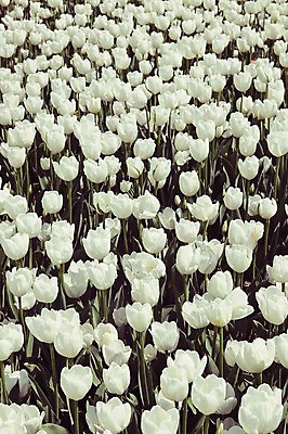 포토 JPG 주간 꽃밭 자연 사람없음 야외 튤립 흰색 태안 튤립축제 국내포토 자연요소 꽃 컬러 축제 충청남도 생태계 꽃축제 파일형식