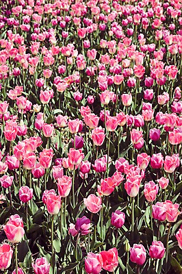 포토 JPG 주간 분홍색 꽃밭 자연 사람없음 야외 튤립 태안 튤립축제 국내포토 자연요소 꽃 컬러 축제 충청남도 생태계 꽃축제 파일형식