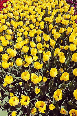 포토 JPG 주간 꽃밭 자연 사람없음 야외 노란색 튤립 태안 튤립축제 국내포토 자연요소 꽃 컬러 축제 충청남도 생태계 꽃축제 파일형식