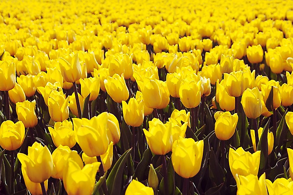 포토 JPG 주간 꽃밭 자연 사람없음 야외 노란색 튤립 태안 튤립축제 국내포토 자연요소 꽃 컬러 축제 충청남도 생태계 꽃축제 파일형식