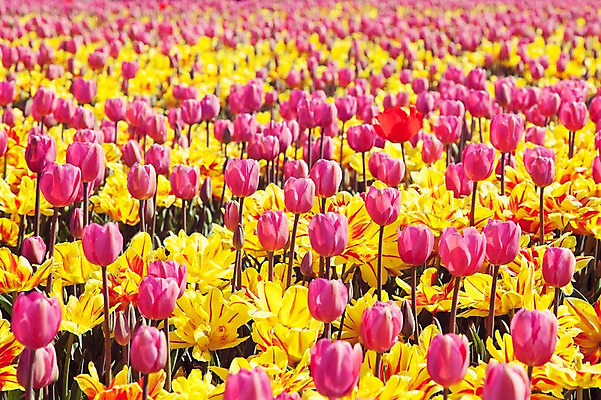 포토 JPG 주간 분홍색 꽃밭 자연 사람없음 야외 노란색 튤립 태안 튤립축제 국내포토 자연요소 꽃 컬러 축제 충청남도 생태계 꽃축제 파일형식