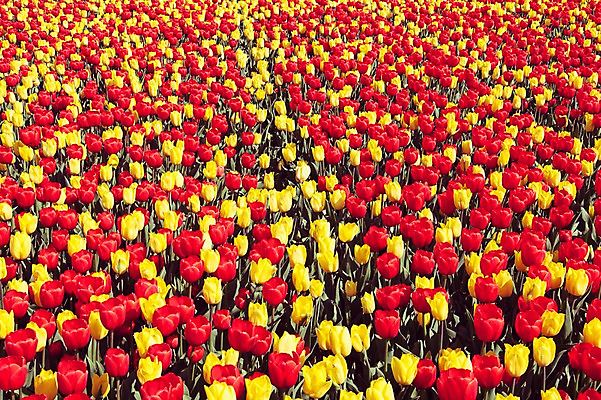 포토 JPG 주간 꽃밭 자연 사람없음 야외 빨간색 노란색 튤립 태안 튤립축제 국내포토 자연요소 꽃 컬러 축제 충청남도 생태계 꽃축제 파일형식