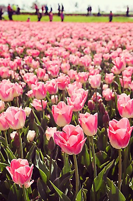 포토 JPG 주간 분홍색 꽃밭 자연 사람없음 야외 튤립 태안 튤립축제 국내포토 자연요소 꽃 컬러 축제 충청남도 생태계 꽃축제 파일형식