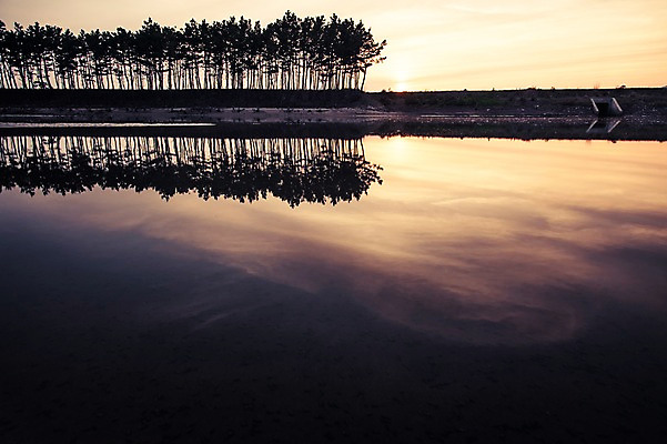 포토 JPG 주간 자연 한국 풍경 사람없음 야외 노을 소나무 태안 솔섬 국내포토 자연요소 나무 아시아 섬 충청남도 생태계 부안 파일형식