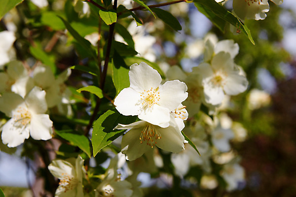 포토 JPG 해외이미지 계절 꽃 사람없음 스파 침묵 봄 흰색 신선 우아함 달콤 5월 향수 원예 향기 냄새 단아함 이국적 취급주의 해외202004 해외포토 식물 컬러 컨셉 경고 취미 소리 화장품 날짜 맛 파일형식 이미지허브