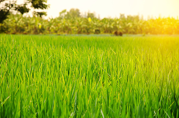포토 JPG 해외이미지 식물 구름 계절 음식 백그라운드 잎 농업 오렌지 태국 자연 하늘 밥 날씨 동양인 풍경 잔디 사람없음 야외 초록색 여름 컬러풀 햇빛 태양 농장 일출 환경 맑음 일몰 봄 수확 시골 신선 낟알 유기농 천국 내추럴 논밭 밭일 수평선 해외202004 해외포토 자연요소 웰빙 산업 아시아 컬러 밭 과일 논 인종 노을 생태계 파일형식 이미지허브