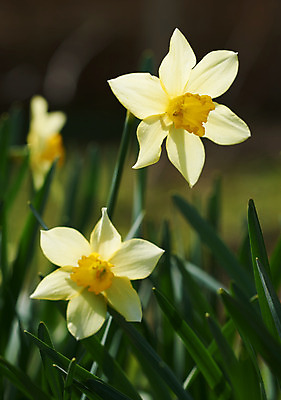 포토 JPG 해외이미지 식물 꽃 꽃무늬 자연 사람없음 정원 봄 벚꽃 수선화 해외202004 해외포토 계절 무늬 생태계 파일형식 이미지허브