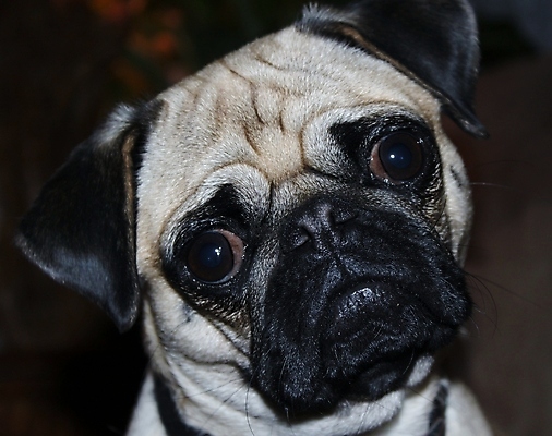 포토 JPG 해외이미지 동물 응시 포유류 자연 털 사람없음 반려동물 개 강아지 선탠 작음 모피 송곳니 기르기 아기사슴 유래 해외202004 해외포토 시선 새끼 사슴 치아 크기 생태계 돌봄 파일형식 이미지허브