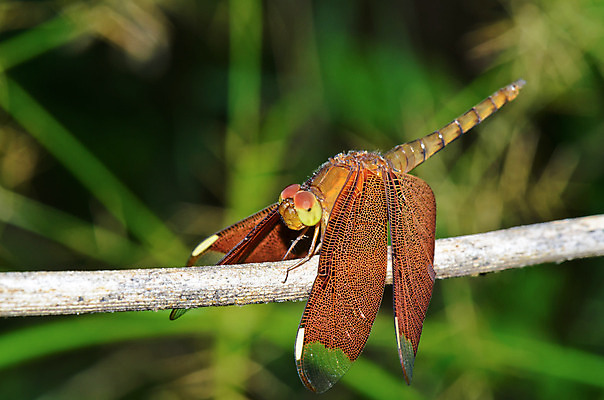 포토 JPG 해외이미지 동물 1 여자 야생동물 곤충 패턴 날개 자연 휴식 앉기 사람없음 야외 옆모습 초록색 컬러풀 갈색 나뭇가지 닫기 잠자리 묘사 사냥 육식동물 사냥꾼 내추럴 동물상 적갈색 해외202004 해외포토 나무 직업 뷰포인트 컬러 컨셉 무늬 모션 사람 조형물 생태계 파일형식 이미지허브