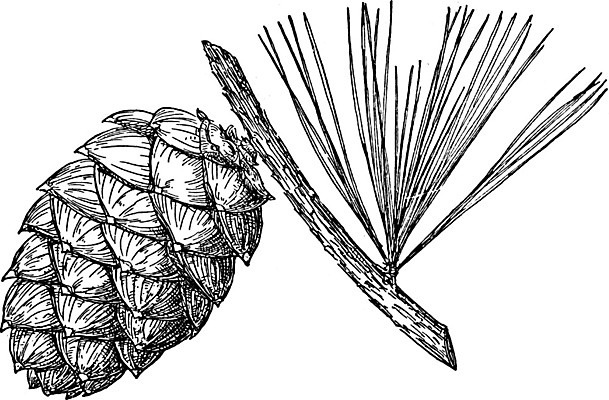 EPS 해외이미지 모양 선 과일 일러스트 미술 계란 검은색 수확 흰색 나뭇가지 소나무 그림 나무껍질 판화 원뿔 해외202004 해외일러스트 도형 나무 컬러 농업 문화예술 알 껍질 파일형식 벡터 이미지허브