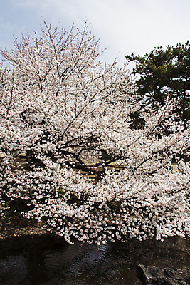포토 JPG 해외이미지 나무 식물 계절 꽃잎 꽃 분홍색 백그라운드 잎 꽃무늬 자연 하늘 새로움 사람없음 야외 물 여름 강 우주 정원 일본 봄 활발 벚꽃 흰색 나뭇가지 신선 개화 과수원 부드러움 내추럴 해외202004 해외포토 자연요소 아시아 컬러 컨셉 무늬 농업 감각 생태계 파일형식 이미지허브
