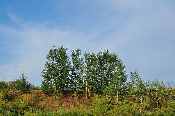 포토 JPG 해외이미지 나무 구름 밭 자연 하늘 풍경 사람없음 야외 초록색 여름 파란색 환경 맑음 침묵 흐름 개울 숲 지역 자작나무 수평선 완전 해외202004 해외포토 자연요소 식물 계절 컬러 컨셉 농업 날씨 강 소리 생태계 파일형식 이미지허브
