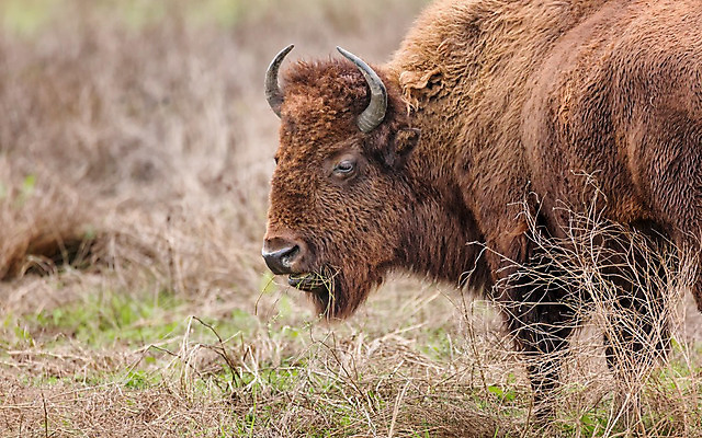 포토 JPG 해외이미지 동물 아이콘 응시 공원 남자 얼굴 야생동물 포유류 자연 조류 초식동물 성인 사람없음 야외 초록색 갈색 머리 검은색 황무지 군중 위험 큼 들소 황소 내추럴 해외202004 해외포토 시선 공공시설 컬러 컨셉 사람 신체부위 소 크기 생태계 파일형식 이미지허브