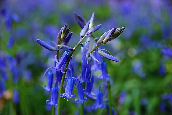 포토 JPG 해외이미지 꽃 영국 잉글랜드 사람없음 파란색 봄 블루벨 삼림지대 해외202004 해외포토 식물 계절 유럽 컬러 숲 파일형식 이미지허브