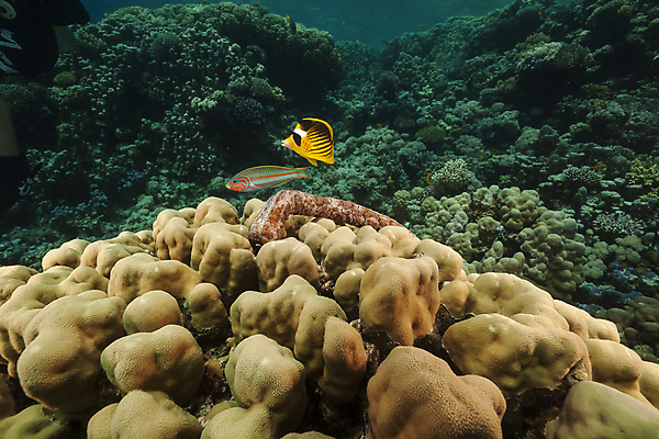 포토 JPG 해외이미지 식물 동물 모래 바다 백그라운드 자연 표면 오이 어류 풍경 사람없음 물 파란색 컬러풀 햇빛 태양 바닷속 수중 광선 산호 아래 다이빙 장면 암초 깊이 소금물 이국적 침몰 파라다이스 해외202004 해외포토 자연요소 컬러 채소 수영 수중동물 자포동물 방향 생태계 위치 수중스포츠 파일형식 이미지허브