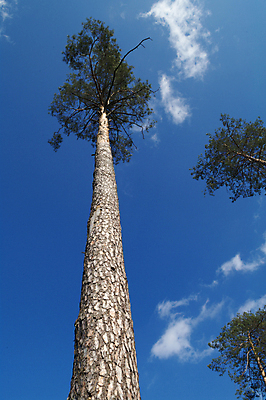 포토 JPG 해외이미지 나무 식물 구름 1 계절 백그라운드 잎 밭 자연 하늘 풍경 사람없음 목재 초록색 여름 파란색 평화 우주 환경 봄 성장 흰색 나뭇가지 시골 고독 숲 큼 땅 싱글 내추럴 고립 옛날 혼자 해외202004 해외포토 자연요소 감정 컬러 컨셉 농업 재료 크기 생태계 파일형식 이미지허브
