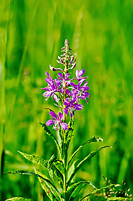 포토 JPG 해외이미지 식물 계절 꽃잎 꽃 분홍색 백그라운드 밭 가족 자연 풍경 잔디 사람없음 야외 세로 초록색 여름 약 머리 활발 들꽃 성장 벚꽃 시골 신선 개화 땅 허브 유기농 장면 해외202004 해외포토 웰빙 컬러 컨셉 농업 의학 관계 신체부위 생태계 파일형식 이미지허브