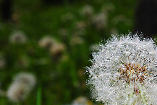 포토 JPG 해외이미지 나무 식물 손 꽃 지구 백그라운드 잎 꽃무늬 농업 자연 새로움 선물 씨앗 사람 사람없음 장식 초록색 컬러풀 새싹 환경 정원 힘 흙 봄 성장 벚꽃 개화 보호 작음 원예 먼지 돌봄 모종 생태학 처음 세련 해외202004 해외포토 계절 교육 산업 컬러 컨셉 무늬 모션 취미 신체부위 크기 생태계 파일형식 이미지허브